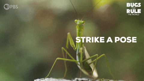 Posing Look At Me GIF by PBS