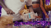 its my dog birthday GIF by T-Pain