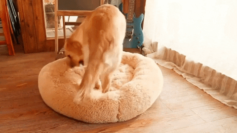 WoofAddict giphyupload GIF