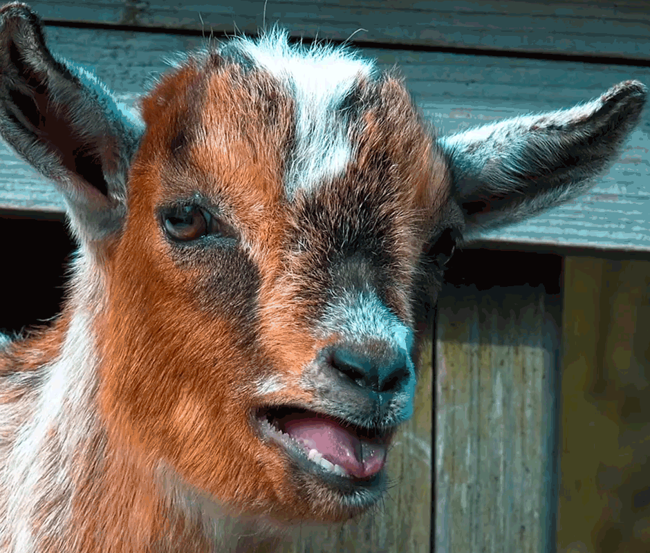 h-e-b loco GIF