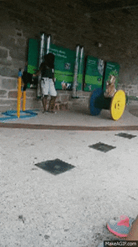 goat rolling GIF