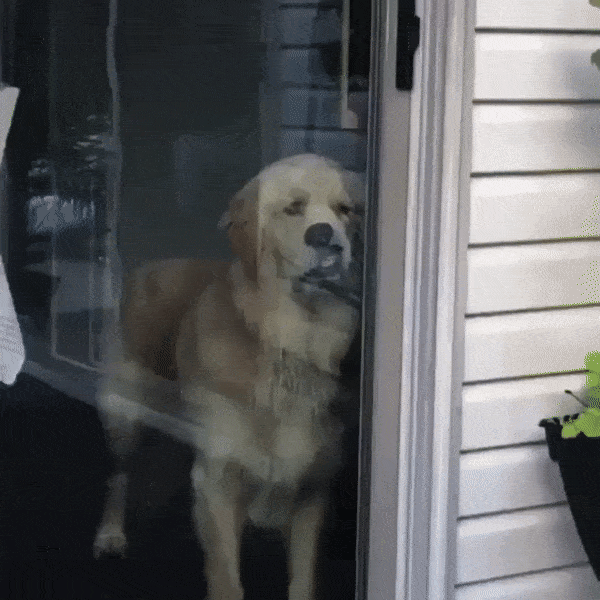 likedhu giphyupload GIF