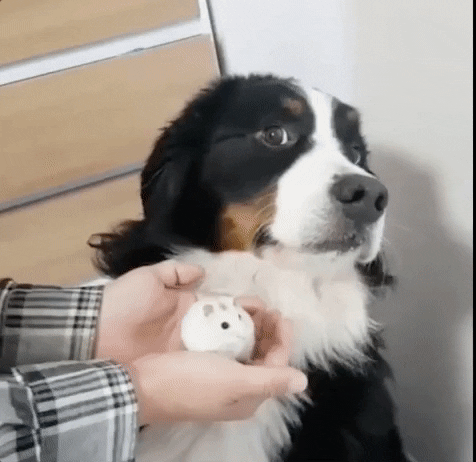 cuteanimalland giphyupload GIF