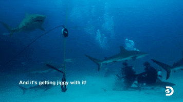 Adam Devine Workaholics GIF by Shark Week