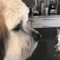 Lashes GIF by NZ Collab