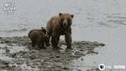Bbc One Bear GIF by BBC