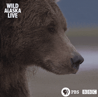 Bbc One Bear GIF by BBC