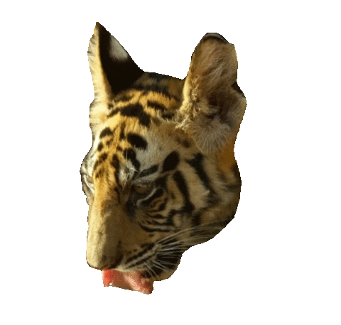 tiger drinking Sticker by BBC America