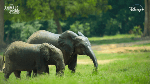 Nat Geo Wildlife GIF by National Geographic Channel