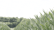 uk england GIF by BBC Earth