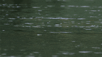 wild animals hippo GIF by PBS