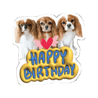 Birthday Cavalierkingcharlesspaniel Sticker