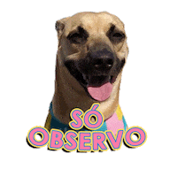 Felicidade Olhar 43 Sticker by Agencia Infuse