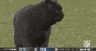 Regular Season Football GIF by NFL