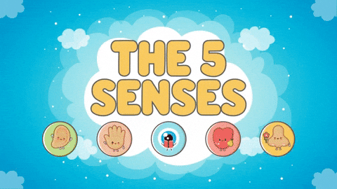 5 Senses GIF