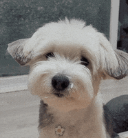 Happy Dogs GIF