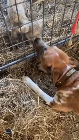 Lamb Forms Inseparable Bond With Dog 