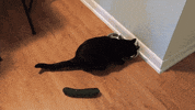 surprise cucumber GIF