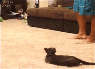[PokeCommunity.com] Reply with a GIF