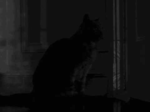 niccolo-scarpelli giphygifmaker GIF