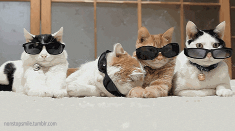 cat funny cats GIF