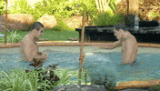 Pool Splash GIF by Big Brother Australia