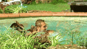 Pool Dunk GIF by Big Brother Australia