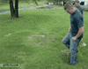 grass GIF