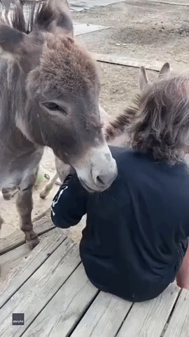 Spreading the Love: Man Enjoys Cuddle Time with Donkeys at Ohio Farm