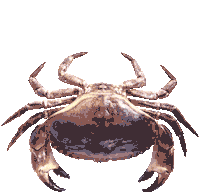 eye crab Sticker by Alena Geyzer