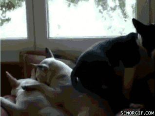 Sleepy Bull Terriers GIF