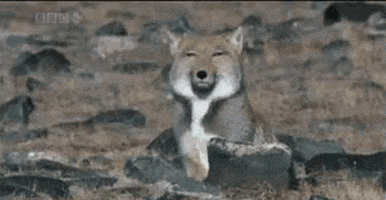 sand foxes GIF