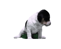 Puppy Dancing Sticker by Verohallinto