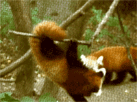 red panda GIF