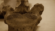 Dinosaur Bones GIF by Florida State University