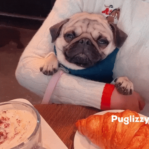 Pug What GIF