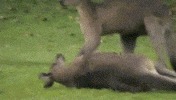 sleep go GIF