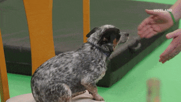 Action Bronson Lol GIF by #ActionAliens