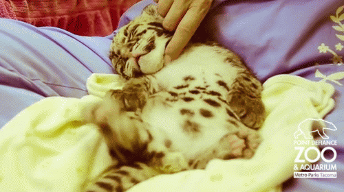leopard cub GIF