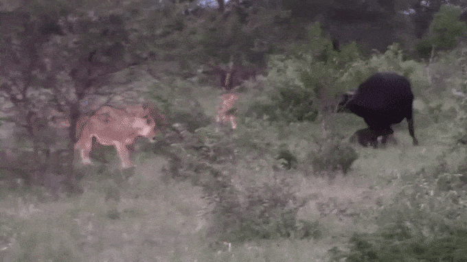 lion buffalo GIF