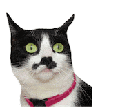 Cat Thank You Sticker