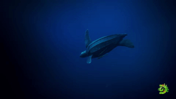 Leatherback Turtle | Expedition Deep Ocean