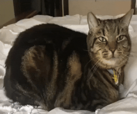 Cat Meow GIF