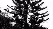 Art Film GIF by jorgemariozuleta