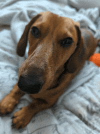 KantoLegend_ dog puppy doggo lick GIF