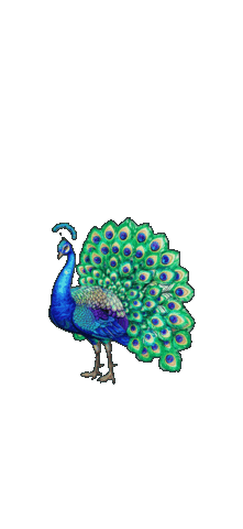 Sticker Bird Sticker