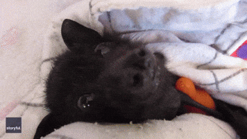 Orphaned Bats Recover After Being Rescued