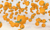 orange fruit oranges GIF