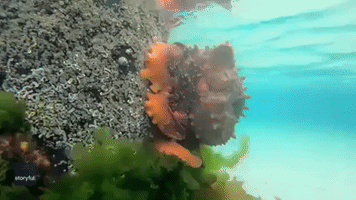 Octopus Tries to Touch Woman, 'Poos,' Continues Hunting