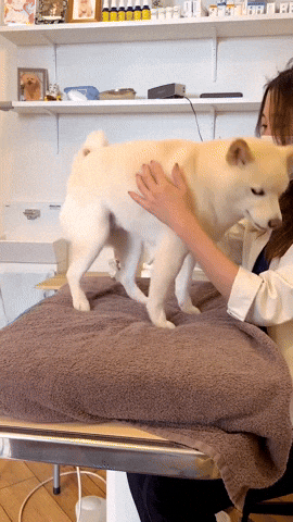 cuteanimalland giphyupload GIF